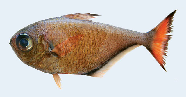 Pempheris ternay