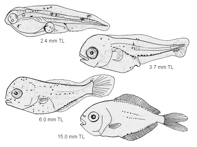 Peprilus triacanthus