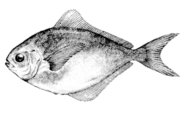 Peprilus triacanthus