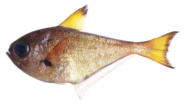 Pempheris ufuagari