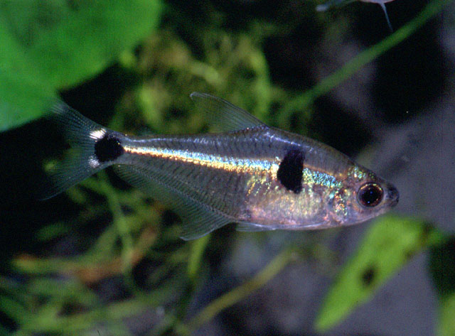 Phenacogaster apletostigma
