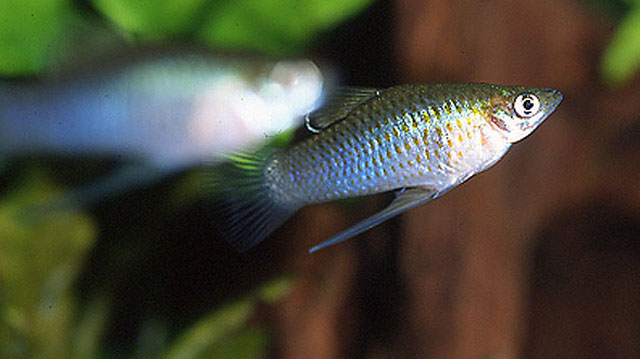 Phallichthys fairweatheri