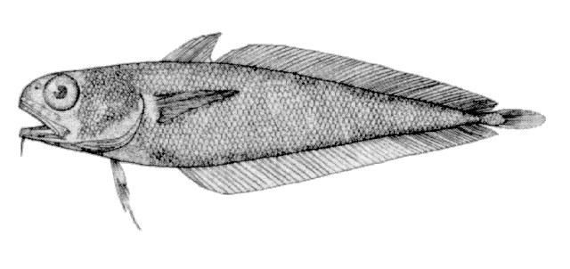 Physiculus fulvus