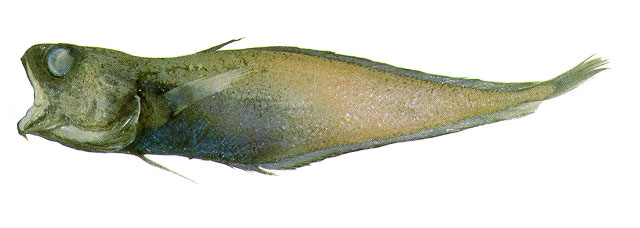 Physiculus fulvus