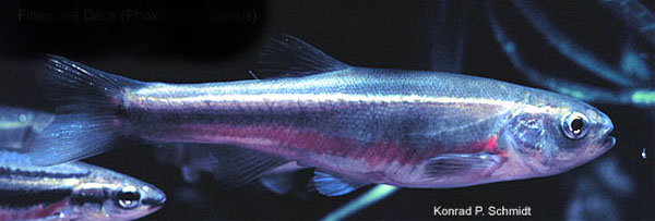 Chrosomus neogaeus