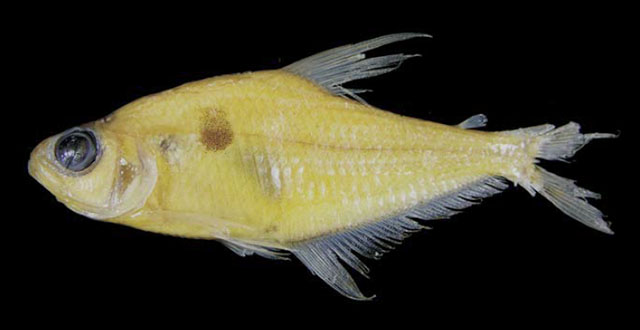 Phenacogaster prolata