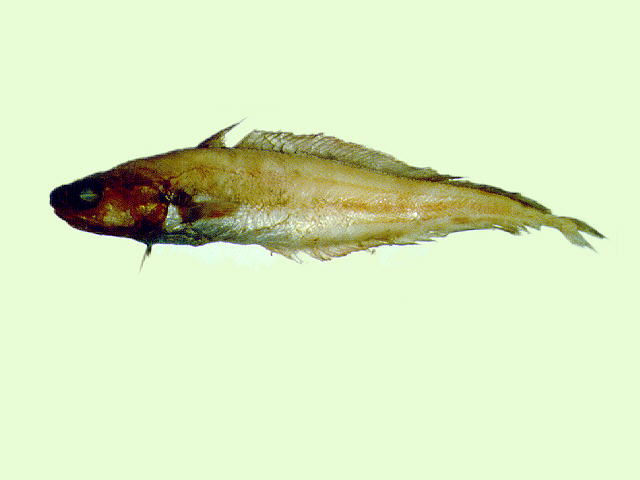 Physiculus roseus