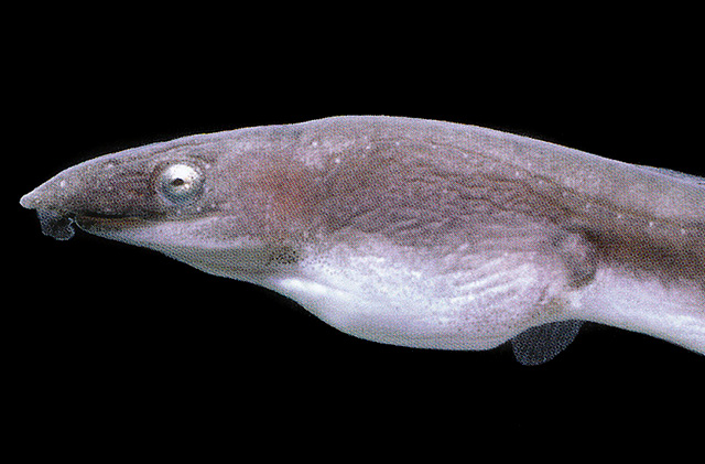 Phyllophichthus xenodontus