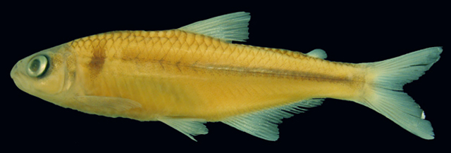Piabina anhembi