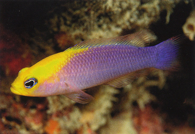 Pictichromis aurifrons