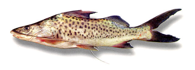 Pimelodus coprophagus