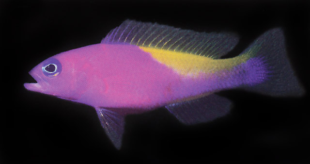 Pictichromis ephippiata