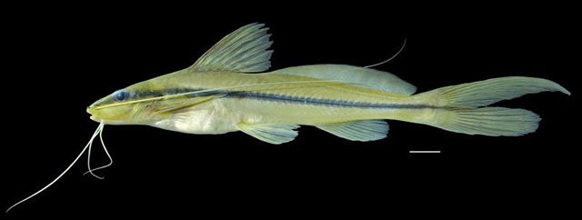 Pimelodella geryi