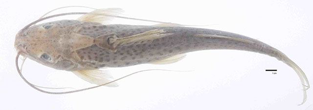 Pimelodus grosskopfii