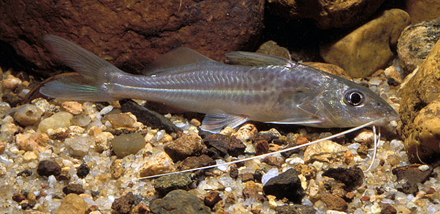 Pimelodus microstoma