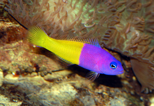 Pictichromis paccagnellorum