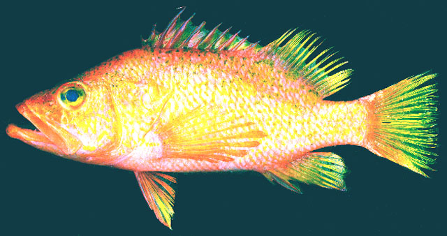 Plectranthias anthioides