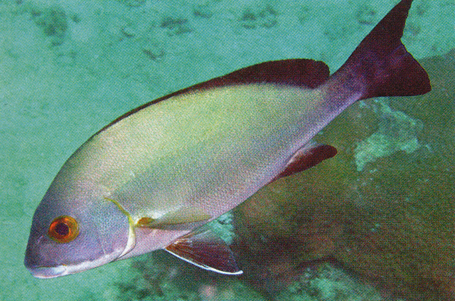 Plectorhinchus ceylonensis