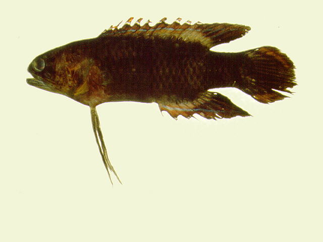 Plesiops coeruleolineatus