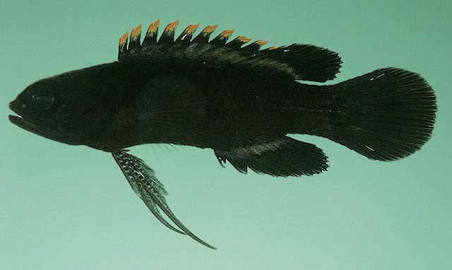 Plesiops coeruleolineatus