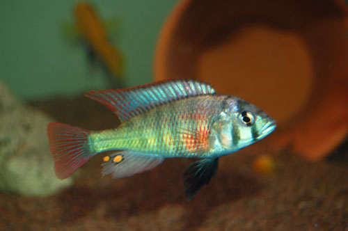 Haplochromis degeni