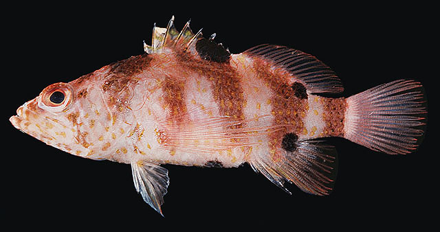 Plectranthias fourmanoiri