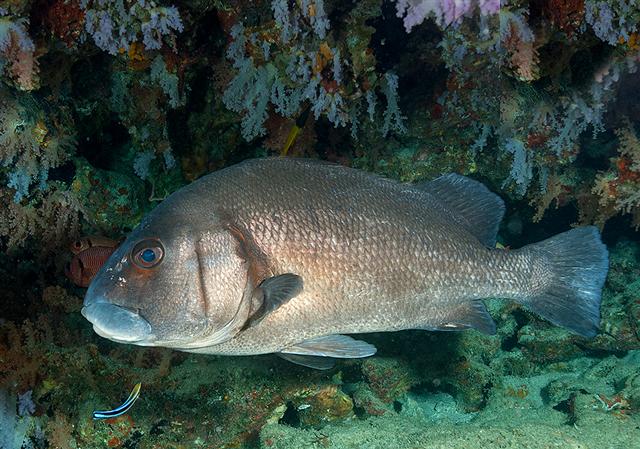 Plectorhinchus gibbosus