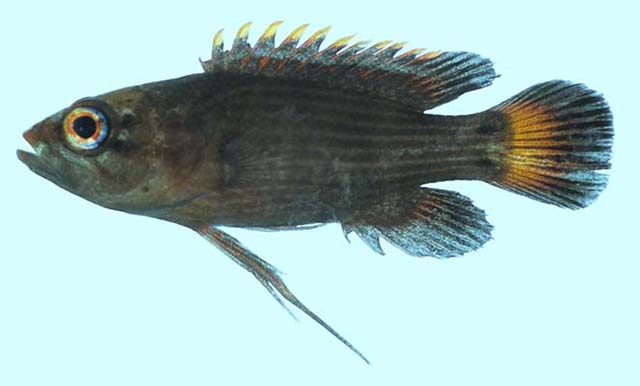 Plesiops gracilis