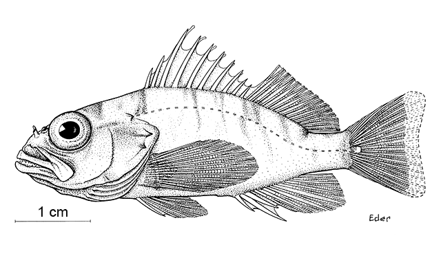 Plectranthias klausewitzi