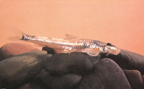 Platysmacheilus longibarbatus