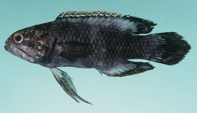 Plesiops mystaxus