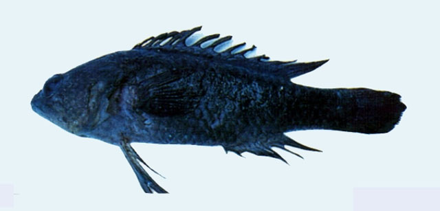 Plesiops nakaharae