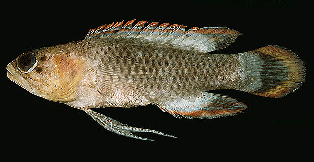 Plesiops oxycephalus