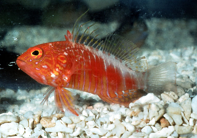 Plectranthias pelicieri