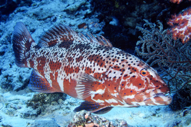 Plectropomus pessuliferus