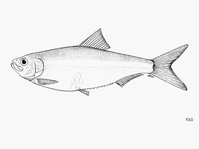 Platanichthys platana