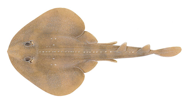 Platyrhina psomadakisi