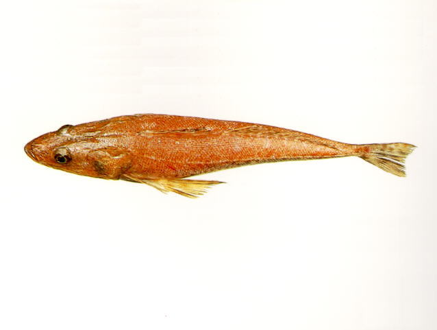 Platycephalus richardsoni