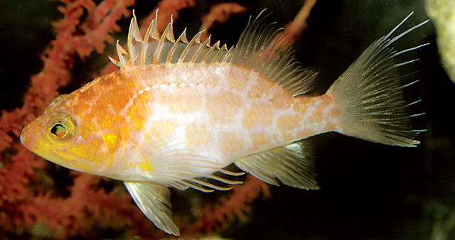 Plectranthias sagamiensis