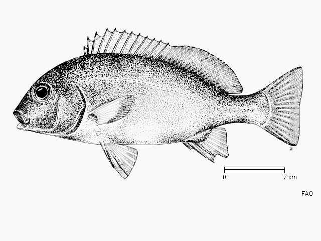 Plectorhinchus schotaf