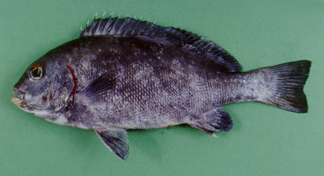 Plectorhinchus schotaf