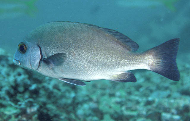 Plectorhinchus sordidus