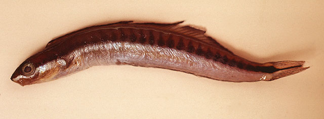 Plagiotremus tapeinosoma