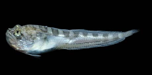 Porichthys analis