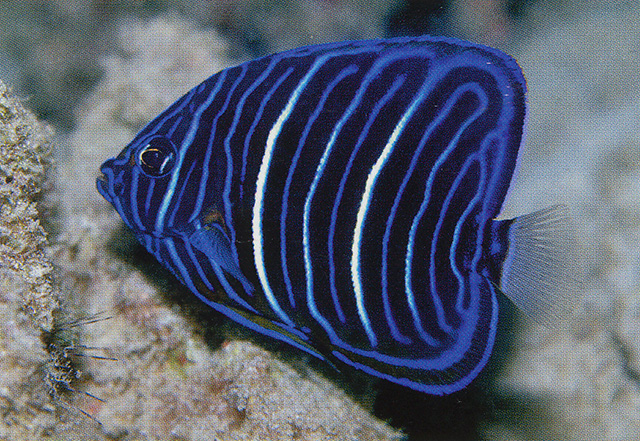 Pomacanthus annularis