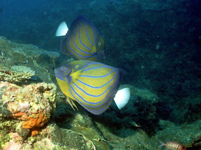 Pomacanthus annularis