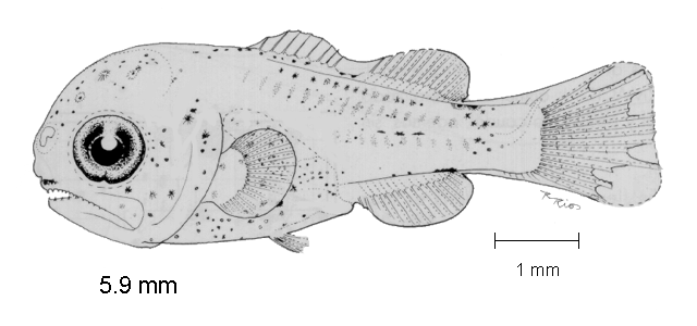 Polydactylus approximans