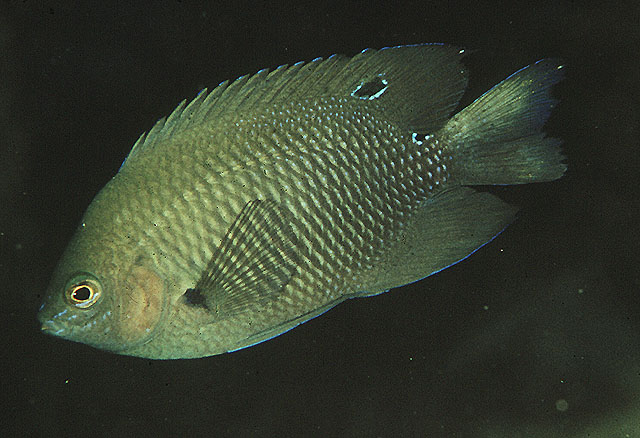 Pomacentrus aquilus