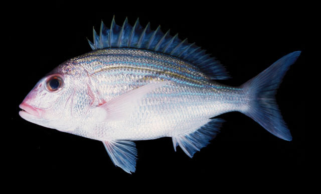 Polysteganus baissaci