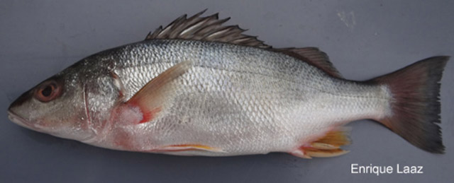 Rhonciscus bayanus